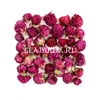 Цветы гомфрены